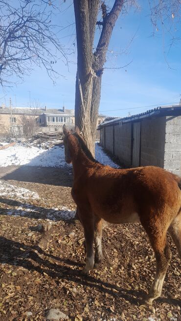 машинки для стрижки животных: Сатылат кулун 6ай. 55000сом