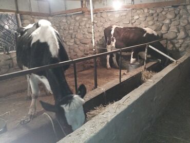 Животные: Продаю | Корова (самка) | Голштин | На откорм, Для разведения, Для молока | Стельные