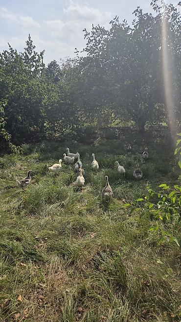 ağ quyruq ağlıca: Təbii şəraitdə bəslənən qaz balaları - Açıq otlaqda sərbəst — 4