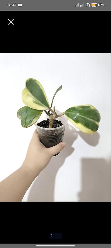 каландер: Продаю свои Комнатные суккуленты и декоративные растения.🪴🌿 Продаю — 3