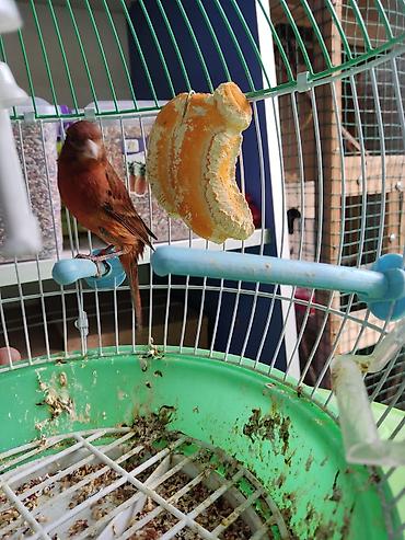 Птицы: Канарейки, попугаи, амадины, голуби! По адресу Абдрахманова315 — 2