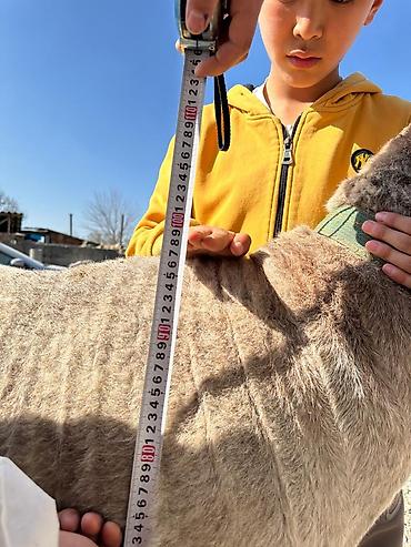 Баран, овца: Продаю | Баран (самец) | Арашан | Для разведения — 6