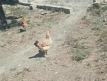 cins toyuqlarin satisi: Salam kənd yumurtası satılır.2-3 gündən bir yumurta olur.Həyətdə — 4