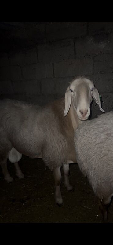 продажа кукурузы в початках: Продаю | Баран (самец) | Арашан | Для разведения | Матка