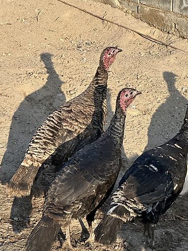 Птицы: 9 самок и 5 петухов 
Молодые крупные — 7