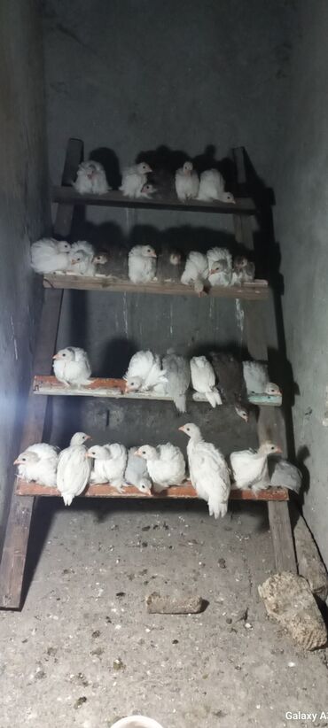 cücə satışı: 50 gunluk ağ firəng cucələri satılır.Tam sağlamdı,çöl şəraitində