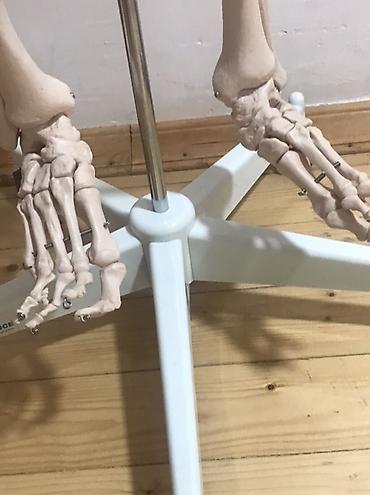 Медтовары: Viva Science tam ölçülü insan skeleti modeli - Brend: VIVA SCIENCE — 5