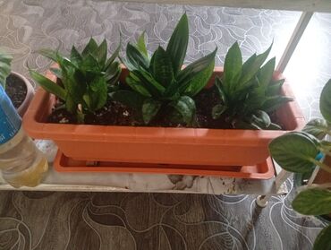 Другие комнатные растения: Представляем коллекцию комнатных растений, включающую несколько видов — 9