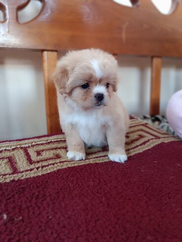 İtlər: Pekines — 8