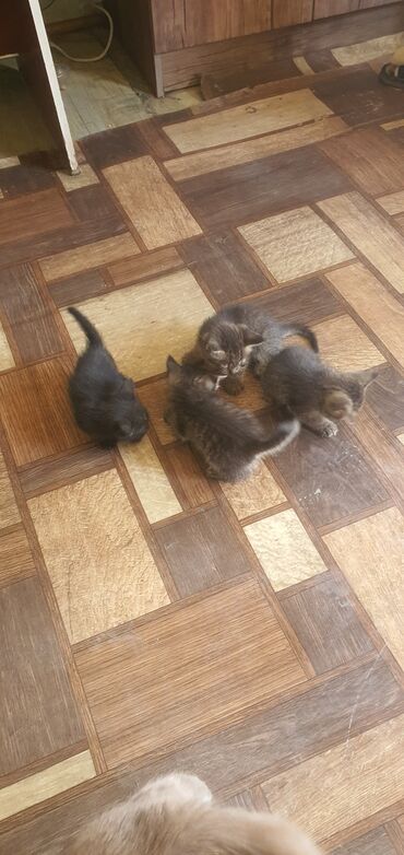 купить домик для кошки недорого: Котята домашние, помёт от короткошёрстной кошки серо-голубого окраса