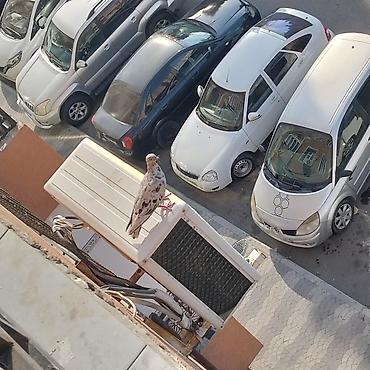 it üçün yuva: - Məhsul: Ev göyərçinləri (şəkillərdə bir neçə fərqli rəngdə) - Növ — 1