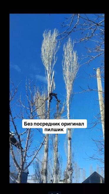 комуз как нарисовать: Спил вырубка деревьев, любой сложности. инструменты профессиональные