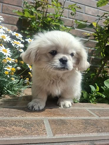 İtlər: Pekines, 3 ay, Erkek, Peyvəndli, Pulsuz çatdırılma — 8