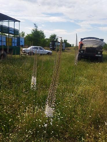 пчелиный мед: Продам мёд настоящий горный бал . мёд в сотах забрус воск .от пчел — 3