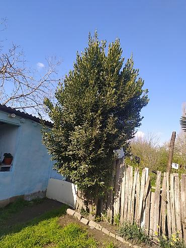 iran xurması ağacı: Defne (Laurus nobilis) ağacı – həmişəyaşıl ətirli ədviyyə bitkisi - — 1