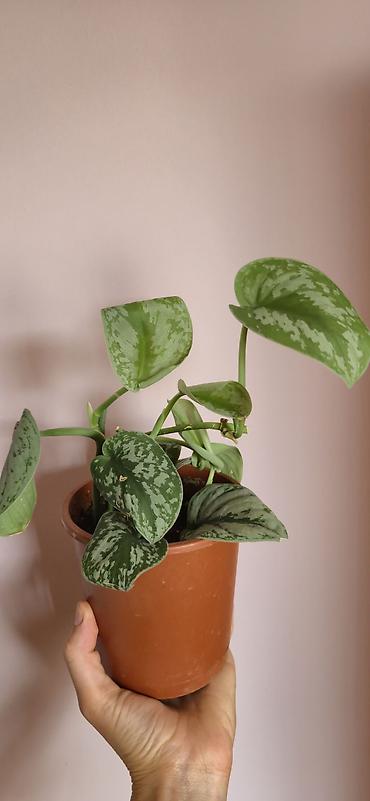 алоэ вера купить: Scindapsus exotica. Parlaq yarpaqlı, baxımı rahat ve tez böyüyen — 3