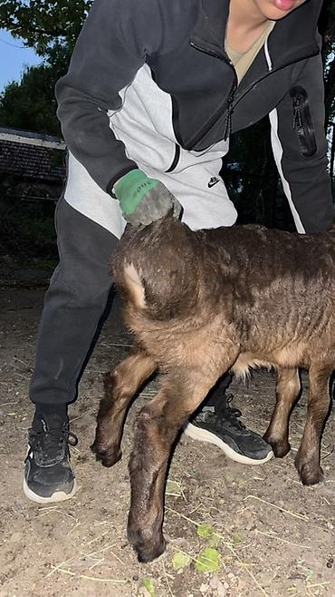 Баран, овца: Продаю | Овца (самка), Ягненок, Баран (самец) | Арашан | Для разведения — 9