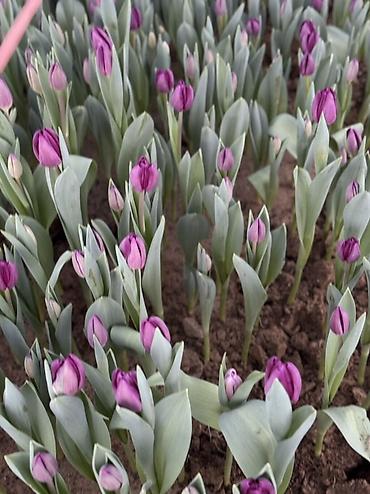 Букеты из живых цветов: Тюльпаны срезанные и на луковице - Сорта и окраски: белые, розовые — 11