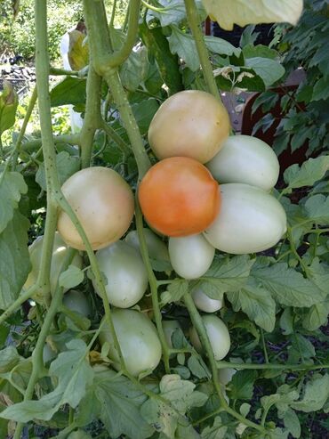 Другие услуги: Ищу бизнес партнера, инвестора, для выращивания овощей (открытый — 8