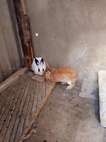 3 toyuq 3 gune: Salam ikidənə yekə dovşan satılır ikisidə dişidi heçbir xəstəlikləri — 1