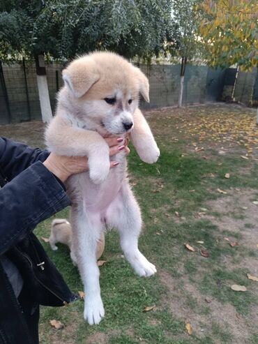 Psi: Stenci Akita Inu (Japanska Akita)ostenjeni 25.08.25. vakcinisani — 8