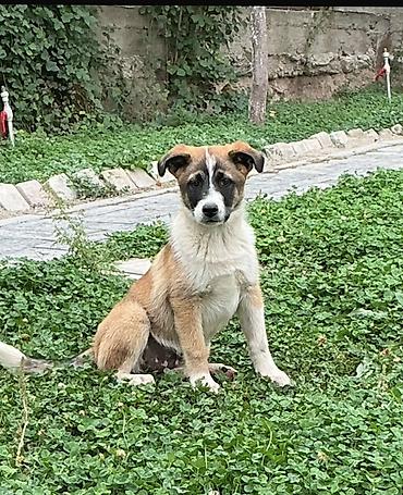 коттедж пантера ориг: Собака даром: Дворняжка, 3 месяца, Самец — 8
