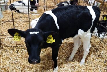 животные домашние: Сатам | Уй (ургаачы), Бука (эркек), Кунаажын | Бордоп семиртүү үчүн, Союуга, Көбөйтүү үчүн