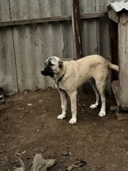 İtlər: Çoban iti 5 aylıq dişi 350 azn 055 662 05 16 bu nömreye yazın — 10