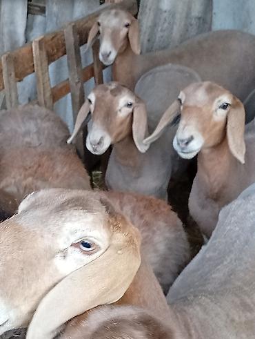 Продам с/х животных: Продаю | Овца (самка) | Для разведения | Племенные — 4