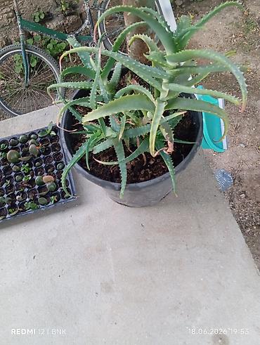 Otaq bitkiləri: Aloe vera (sukulent) – qara plastik dibçəklə - Bitki növü: Aloe vera — 2