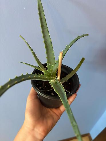 циркулярная пила: Aloe (sukkulent) – qara plastik saksıda 2 ədəddir - Növ: Aloe — 3