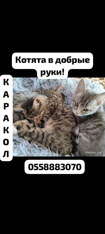 товары для кошек: Котята в добрые руки — Каракол. Описание: - Милейшие полосатые