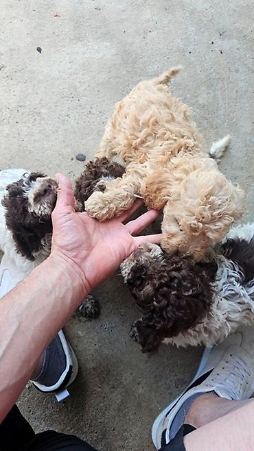 Psi: Lagotto Romagnolo štenci Dostupni štenci Lagoto Romanjolo od roditelja — 5