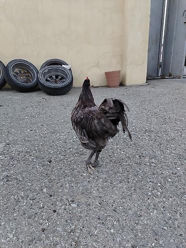 lal ordək balaları: Boz rəngli Avstrolop xoruzu satilir. Cavan və aktiv heyvandir.6 — 5