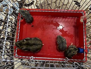 Qəfəslər: 1 ədəd ana hamster 3 ədəd bala hamster 2 kletka biri böyük biri — 10