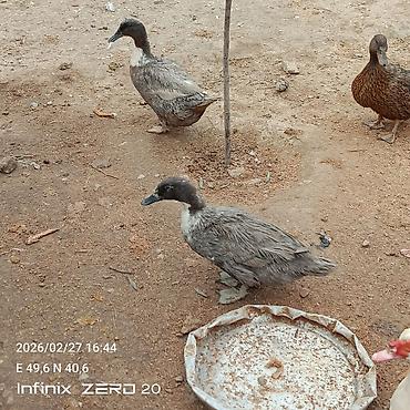 Ördəklər: Hamsi satılır çoxu yumurtduyur — 9