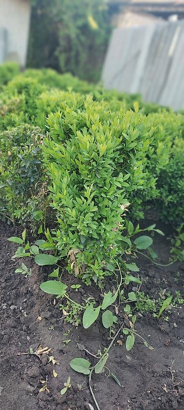 Другие декоративные деревья: Самшит — 2