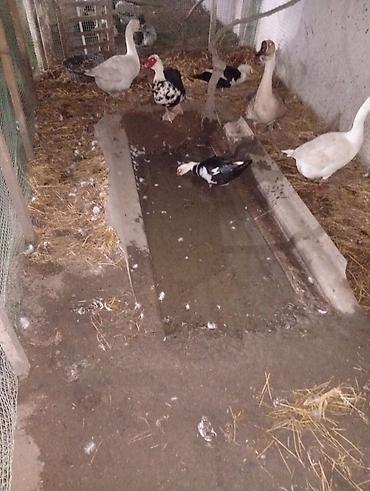 qaz ördek: Məhsul: Ördək və qazlar (qarışıq sürü) Təsvir: - Geniş qəfəsdə — 1
