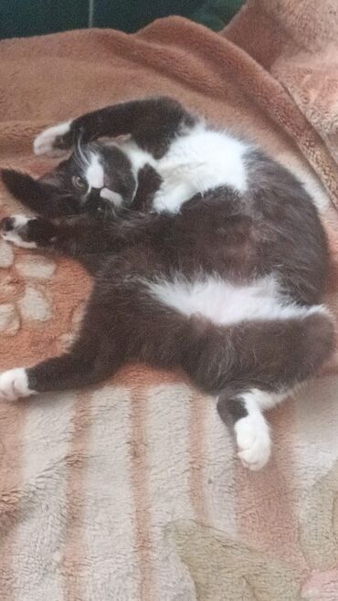 британский кот цена: Кошка для похудения 5 месяцев