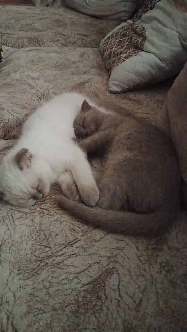 Pişiklər: Britan — 11