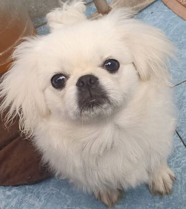 it ucun yemek: Pekines, 4 ay, Dişi, Peyvəndli, Pulsuz çatdırılma