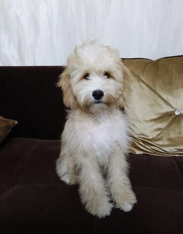 küçə iti: Pekines, 9 ay, Erkek, Peyvəndli, Ünvandan götürmə