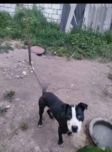 İtlər: Pitbul, 1 ay, Erkek, Ödənişli çatdırılma