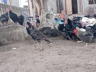hind guşu: Məhsul: Hind toyuqları. Amerikan sortu Təsvir: - Açıq həyətdə — 2