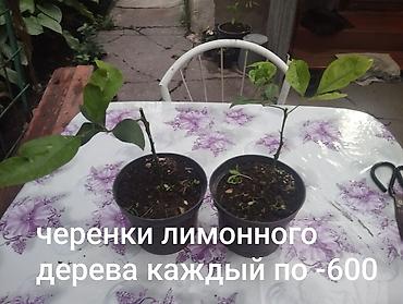 Другие комнатные растения: Комнатные растения 1) Сансевиерия (сансевьера, «тещин язык») - — 7