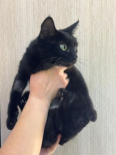 приют кошек: Кошка даром: Беспородная, Девочка — 1
