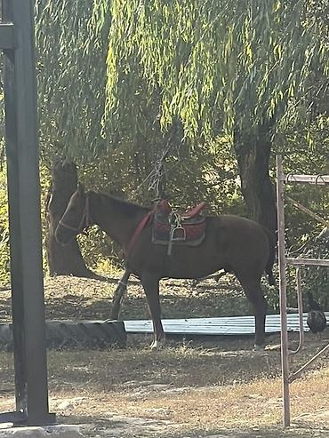 Лошади, кони: Продаю | Конь (самец) | Полукровка | Конный спорт — 7