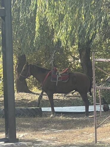 Лошади, кони: Продаю | Конь (самец) | Конный спорт — 8