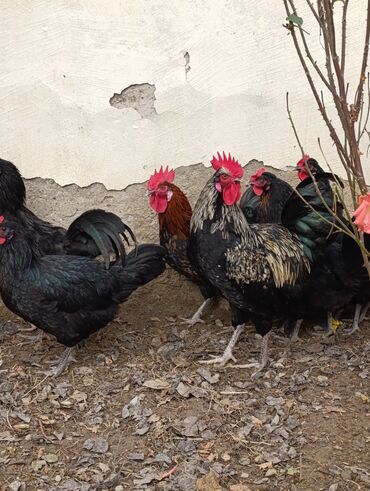 Toyuqlar: Toyuq, Damazlıq, Ödənişli çatdırılma, Ünvandan götürmə — 11