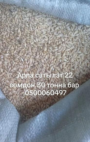 письменный стол с полками бишкек: Ячмень на продажу. - Культура: ячмень (зерно в шелухе) - Объем: 30 — 1